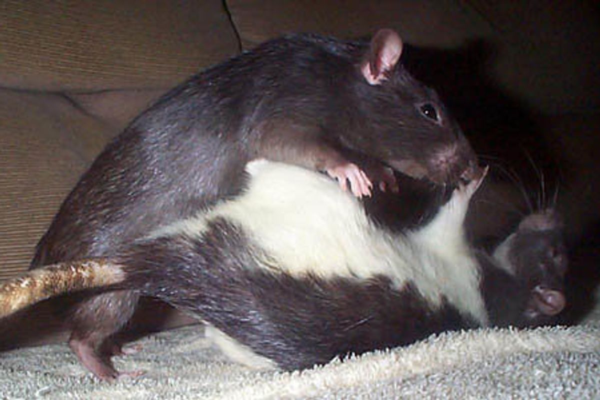 Tom Cotton Running Unopposed Thanks To Good Ol' Ratf*ck Of Democratic Candidate
