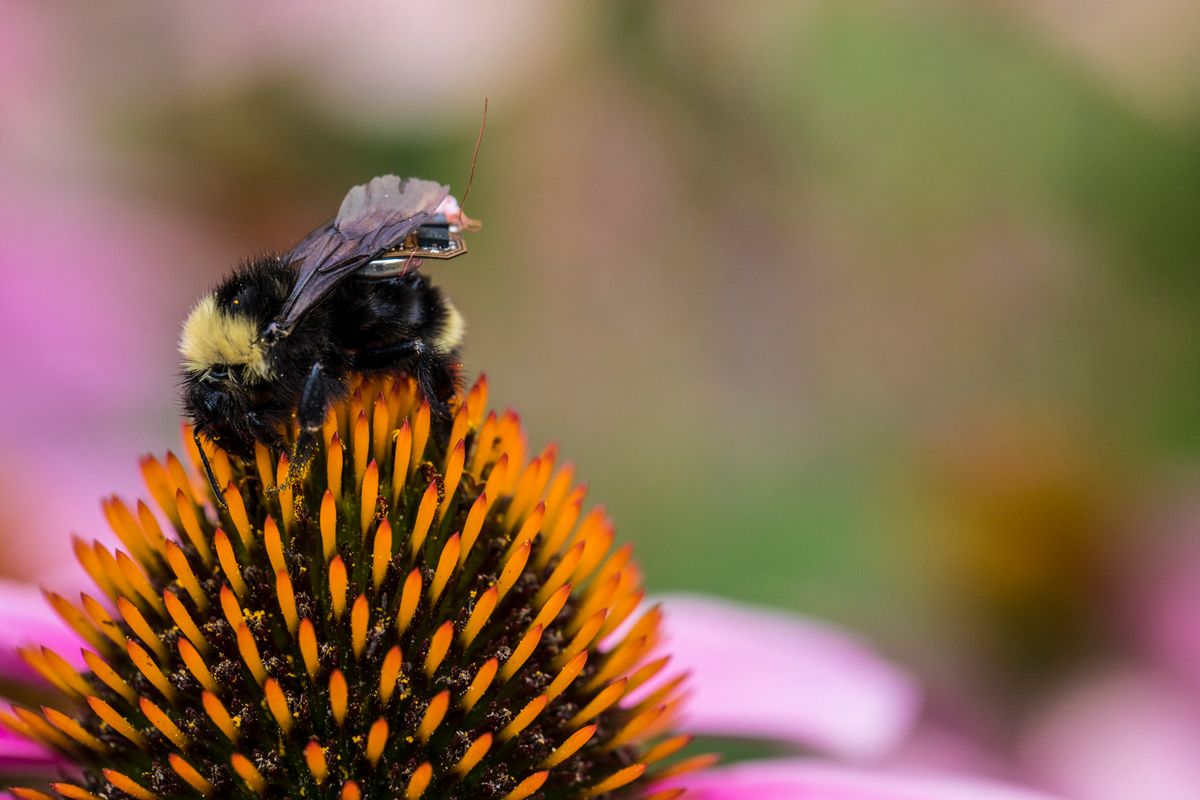 Backpack-wearing bees can help farmers with their crops
