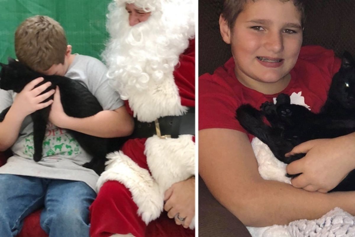 Kitten Befriends Young Shelter Volunteer and Makes His Dream Come True
