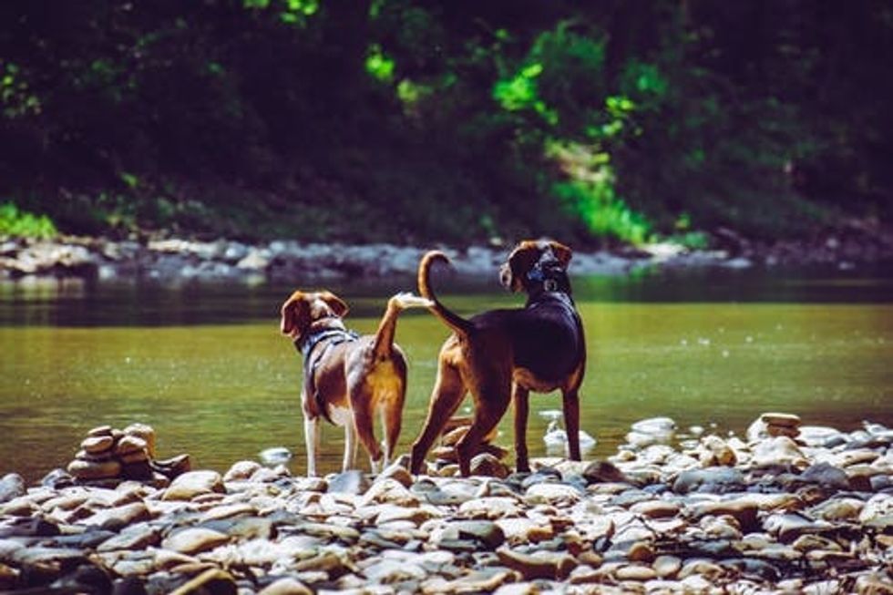10 Dog Breeds That Are Completely Overrated And Underrated