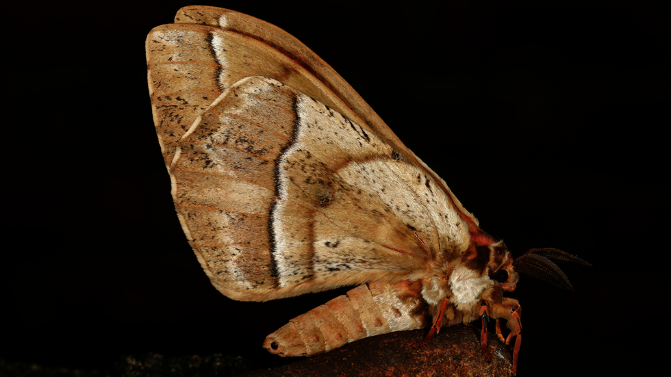 Mysterious flying mothlike person sighted repeatedly in ...