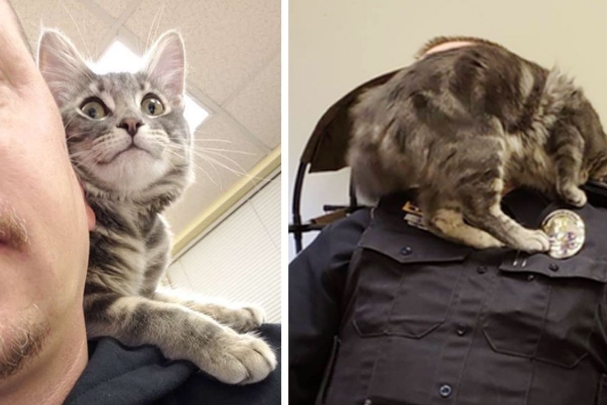 Kitten Saved by Officer Insists on Being His Partner and Offers Everyone Help