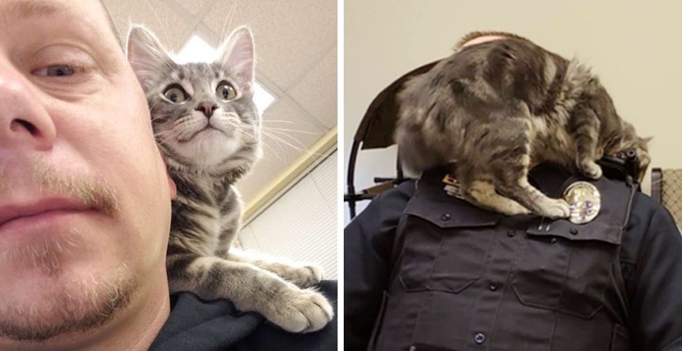 Officer Calms Frightened Kitten With Kitty Voice After Rescuing