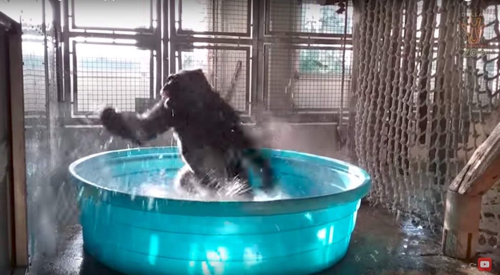 Watch Viral video shows Dallas Zoo's breakdancing gorilla staying