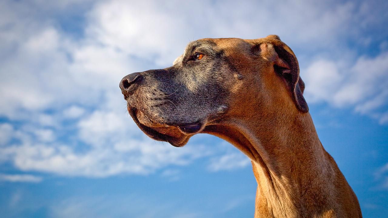 dogs on frontier airlines