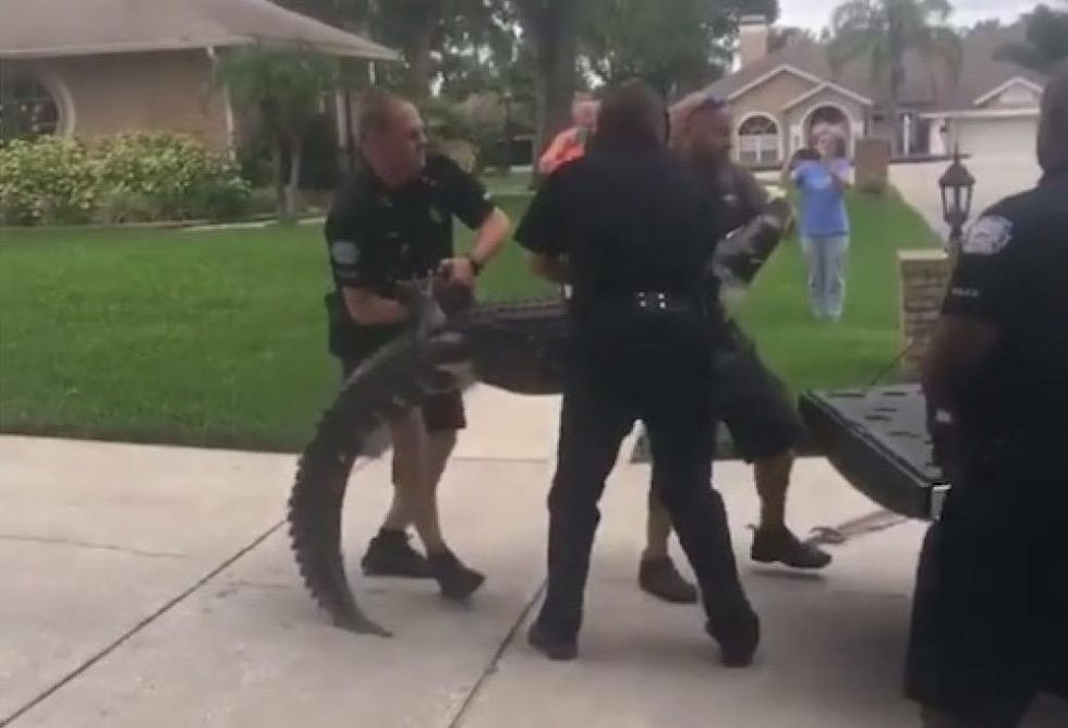 VIDEO: Alligator knocks out wildlife official with lightning-fast head ...