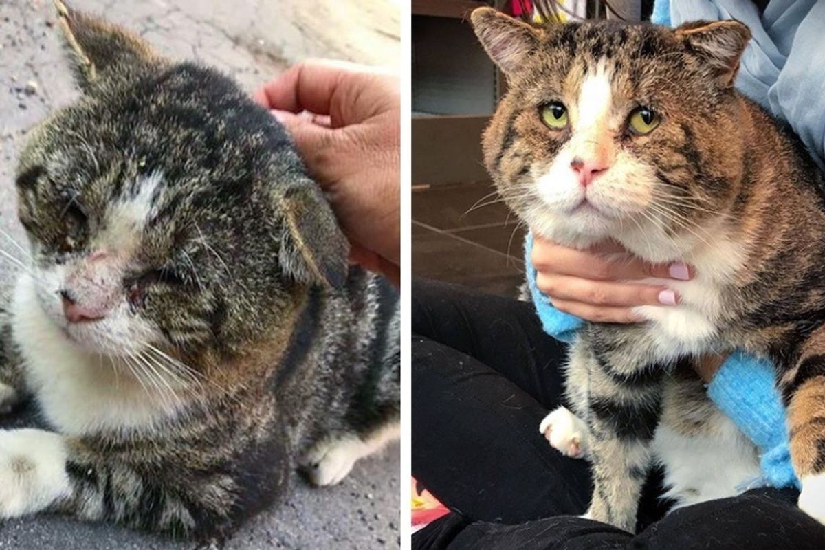 Cat Who Wandered the Streets for Years, Is Finally Warm This Winter and Can't Stop Purring