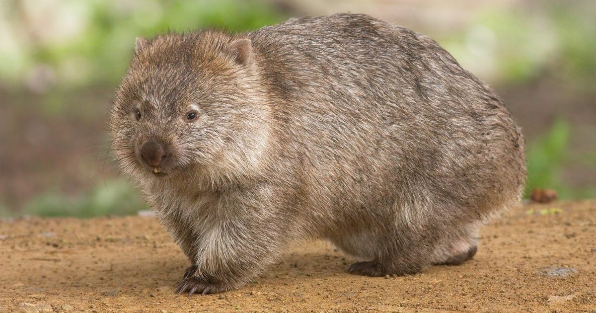 Scientists Have Discovered Why Wombats Have Cube-Shaped Poops—And It's Actually Fascinating 😮