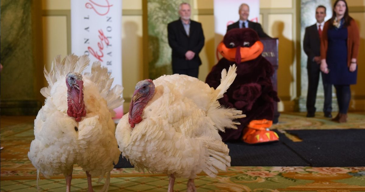 Meet The Two Turkeys Vying For The Official Presidential Pardon This Year