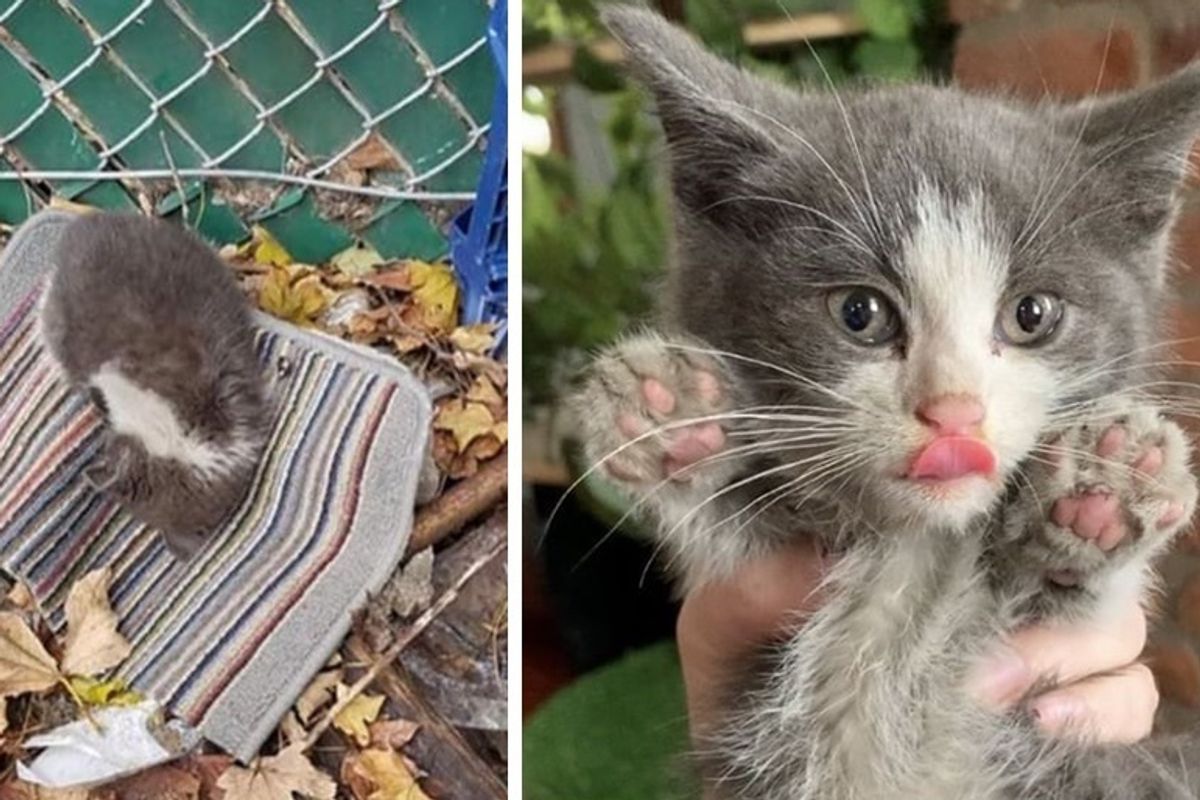 Kitten Found Sleeping Outside on an Old Rag, Gets New Warm Bed and Cuddles