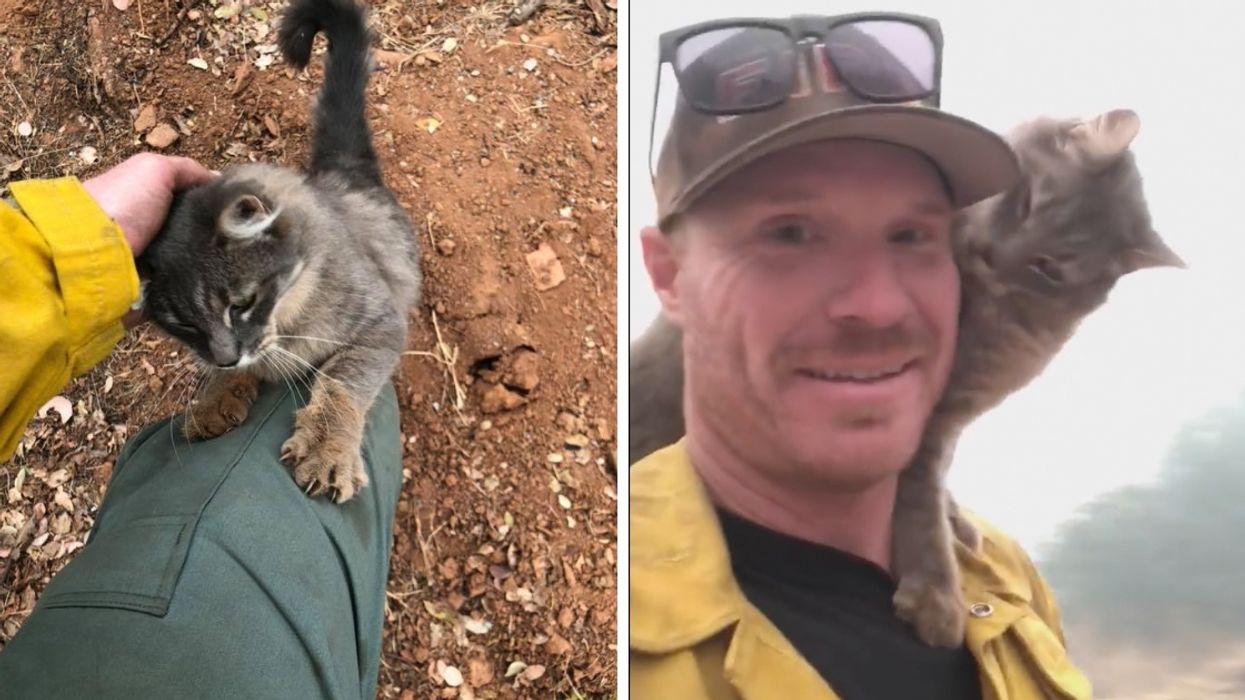 This Grateful Cat Is Obsessed With The Firefighter Who Saved Her From The Paradise Fire 😻