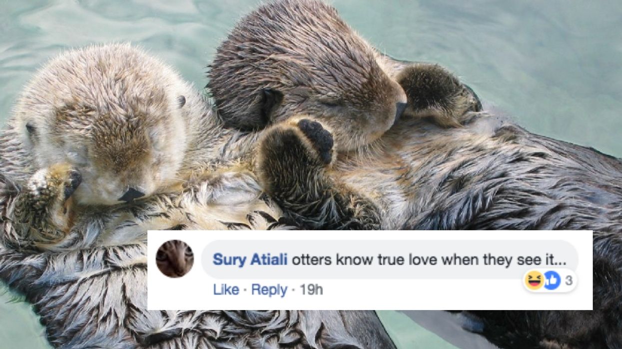 A Group Of Curious Otters Just Photobombed A Marriage Proposal—And It's The Cutest 😍