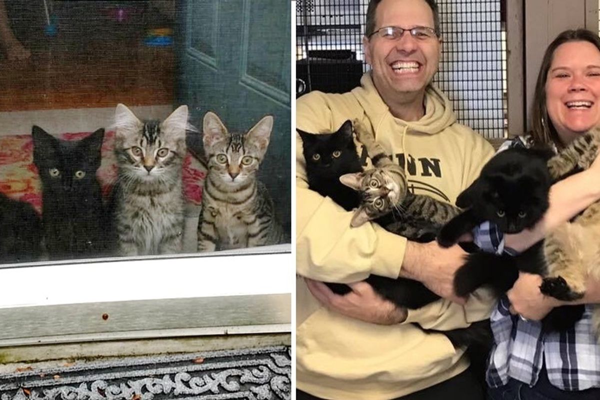 Couple Agreed to Foster 4 Kittens Without a Mom But the Kitties Had Their Own Plan