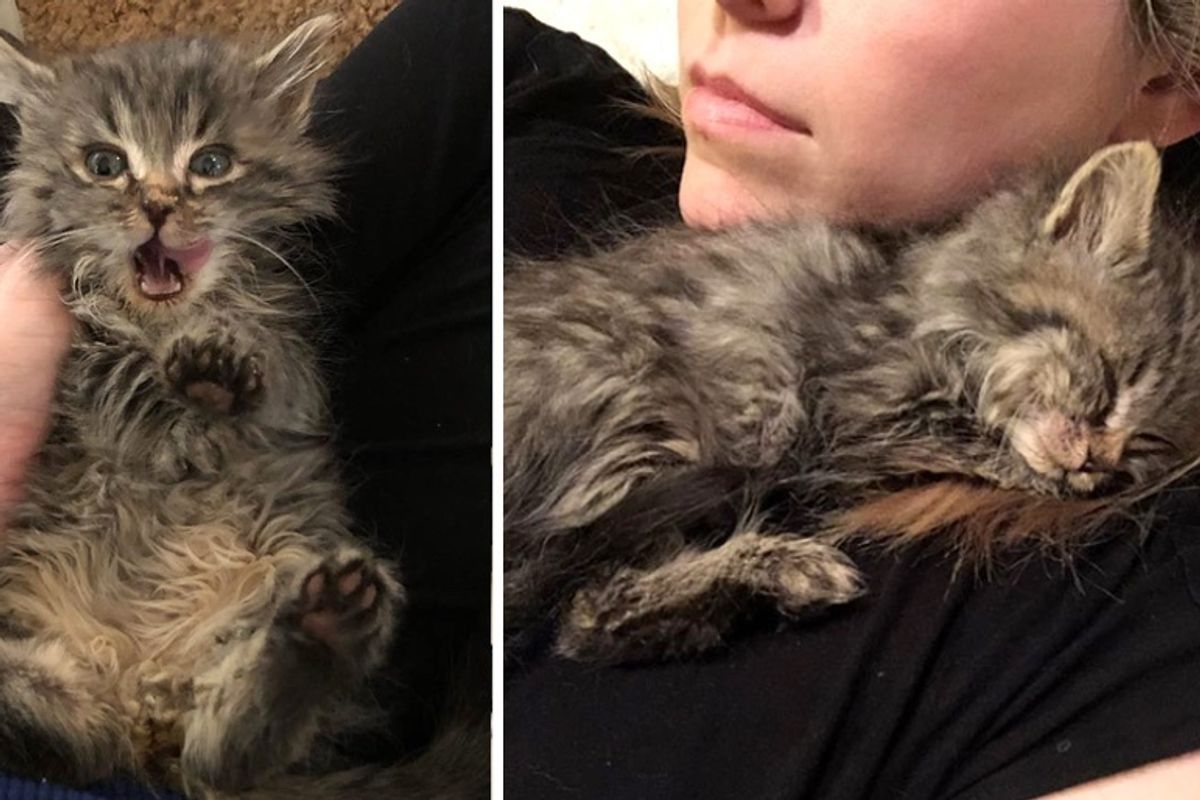 Kitten Found on Roadside Clings to Woman After She Brought Him Back from the Brink