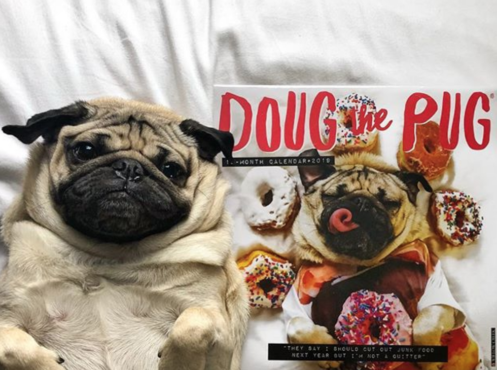 If All You Want To Do This Winter Is Be In A Mood, Doug The Pug Is Your Spirit Animal