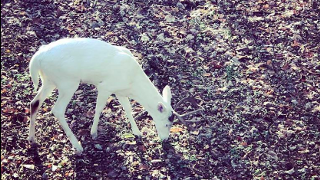 Amazing albino white tail buck spotted in Tennessee