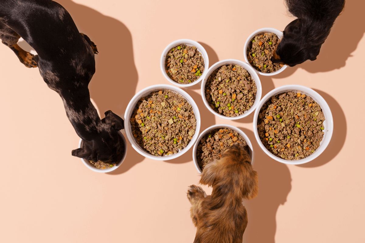 We Reviewed All The Best Dog Foods And This One Came Out On Top
