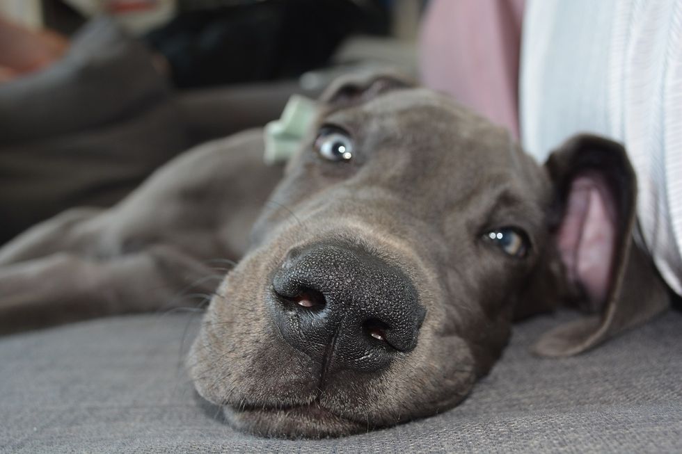 https://pixabay.com/en/dog-puppy-nose-dog-nose-cute-2475633/