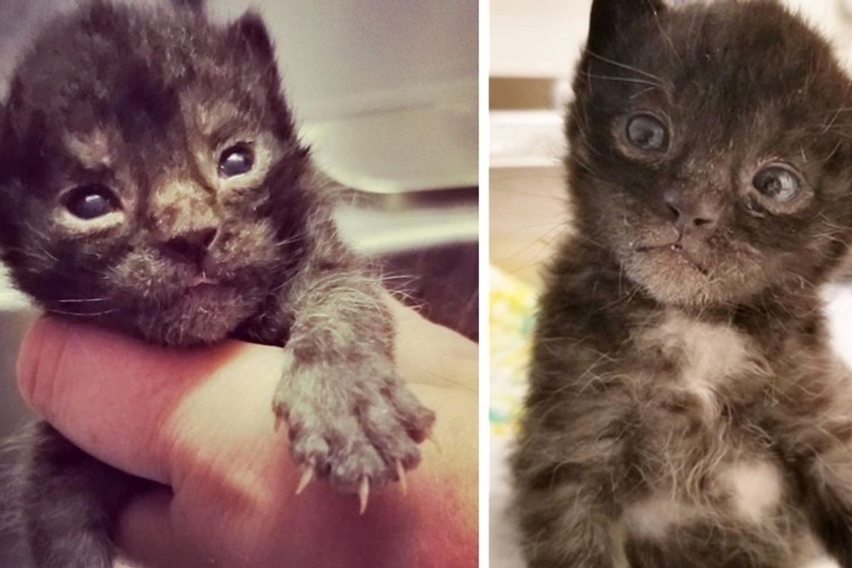 No One Expected this Kitten to Live - But Someone Gave Him A Chance