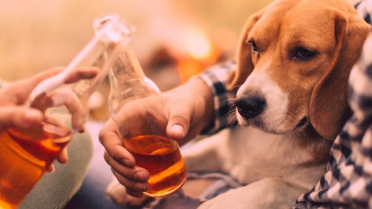 Nebraska Doggy Daycare Gets Liquor License—And Watching Your Pets Play Just Got Even Better 🙌