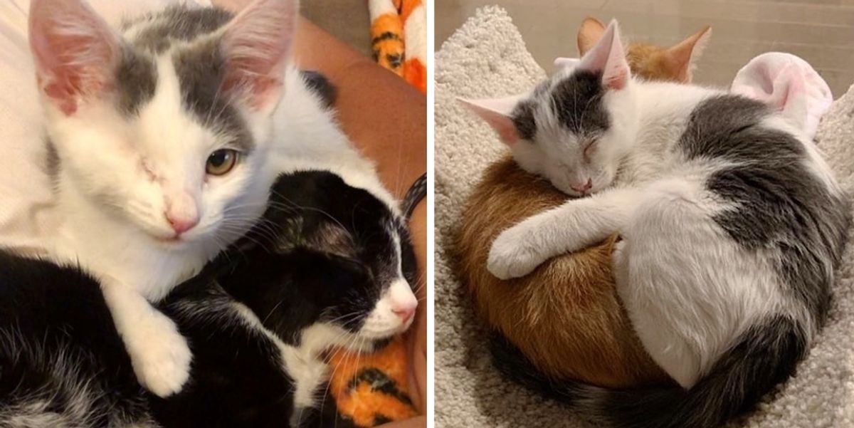 Kitten with One Eye Cuddles Everyone Around Her After She was Rescued ...