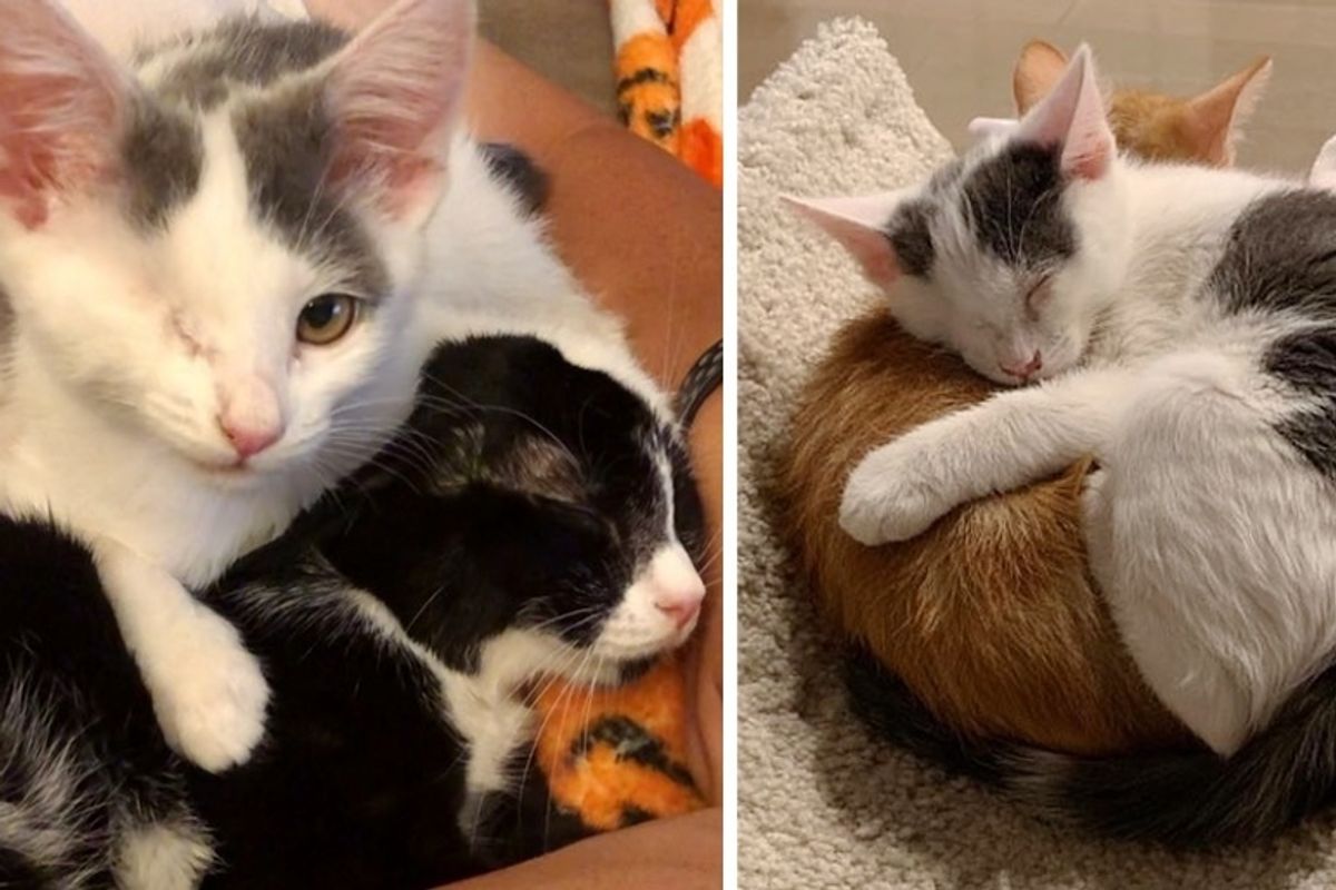 Kitten with One Eye Cuddles Everyone Around Her After She was Rescued from Uncertain Fate