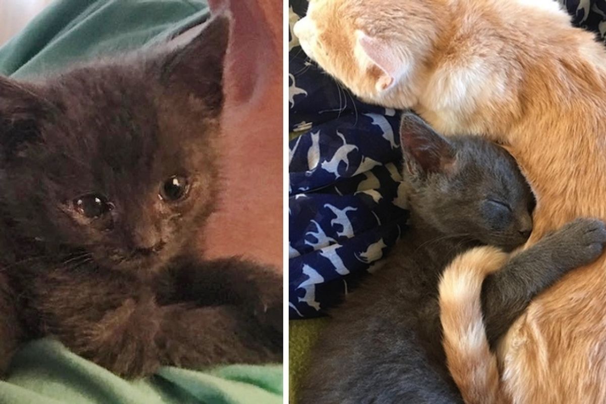 Kitten Becomes Sister to Another Rescued Kitten and Helps Him Heal Through Cuddles