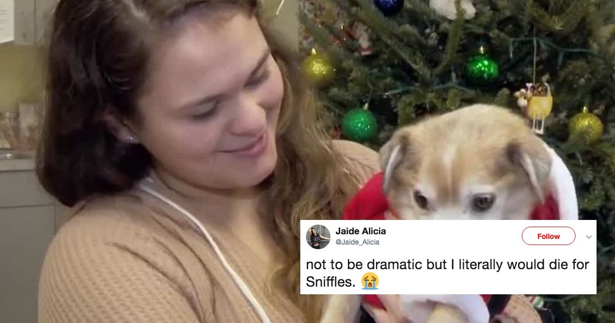 'Sniffles' The Dog Who Lost His Nose Is Looking For A Forever Home—And The Internet Is Smitten ❤️