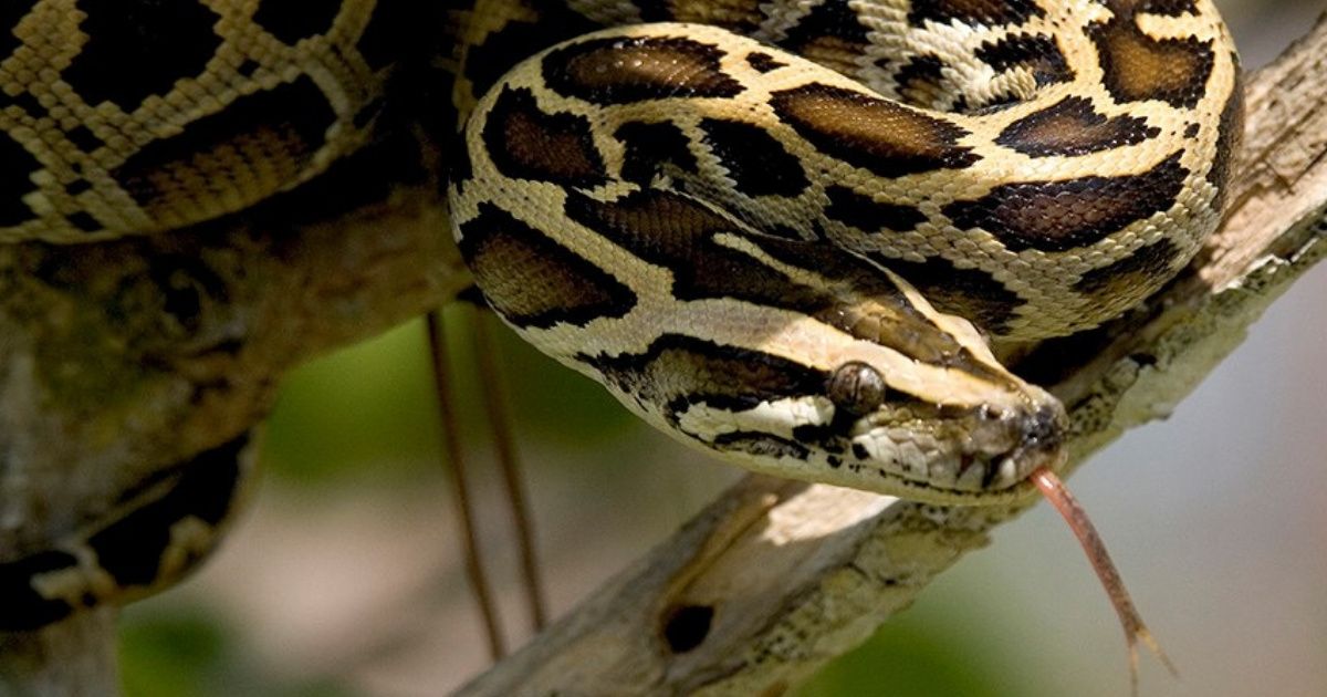 Miami County Requests Help To Get Rid Of Some Pesky 18-Foot Pythons 🐍