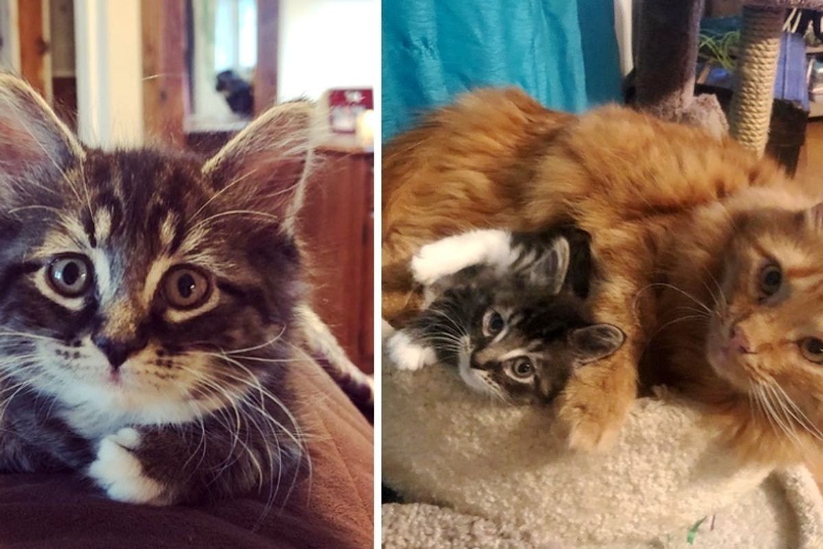 Cats Adopt Little Kitten Who Needed a Home, and Raise Her as Their Own