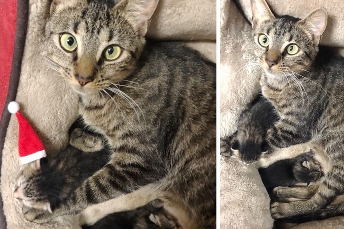Cat Gave Birth to Kittens on Christmas Eve Right After She was Rescued