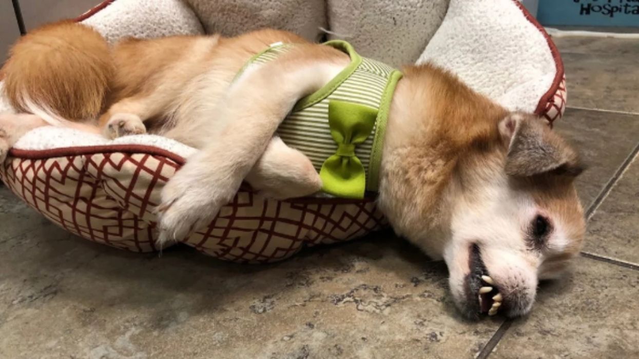 Good News For Pup Who Lost His Nose In A Vicious Attack