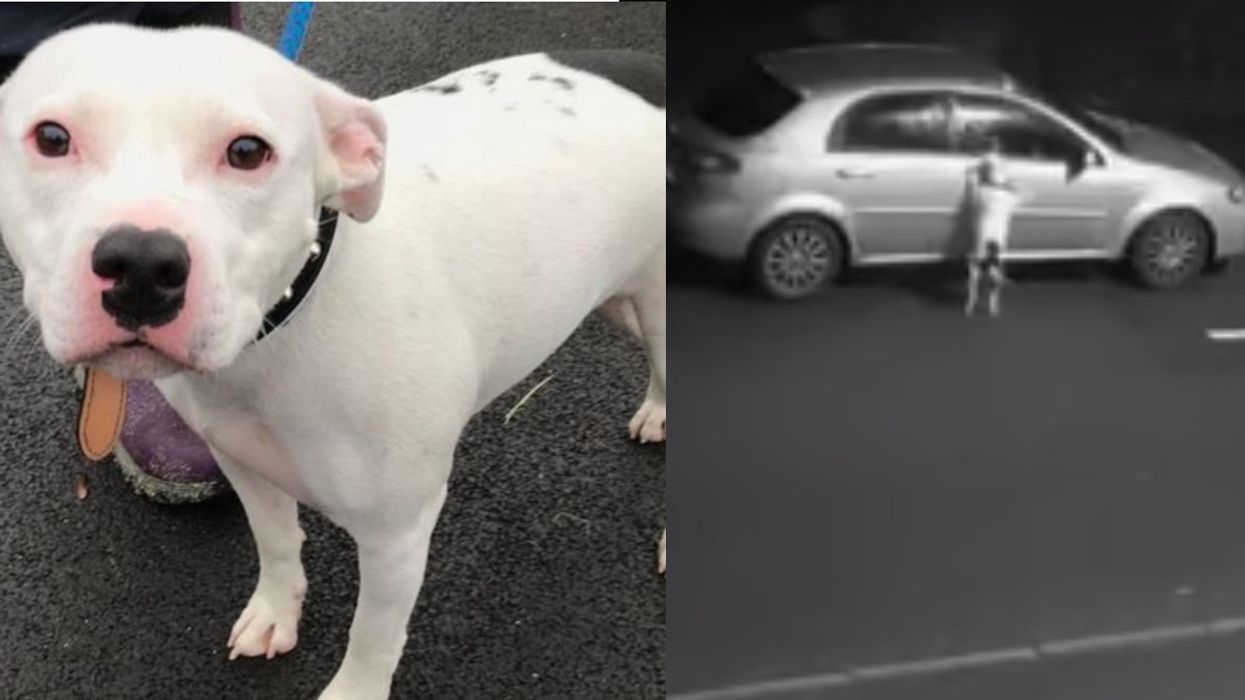 Video Shows Owner Abandoning Dog By The Side Of The Road—And Then The Adoption Offers Came Pouring In