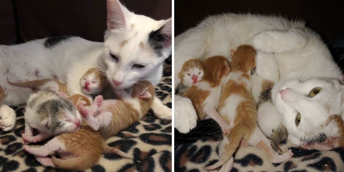 Rescued Cat and Her Newborn Kittens Find Safe Home Right Before New