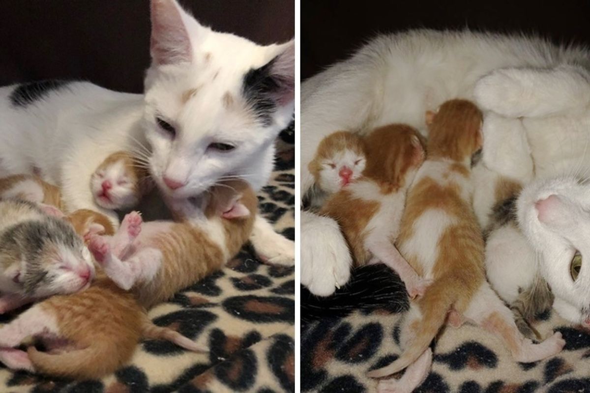 Rescued Cat and Her Newborn Kittens Find Safe Home Right Before New Year's Eve