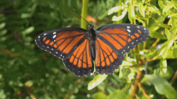 Farfalle, belle ma fragili: entro alcuni decenni potrebbero estinguersi