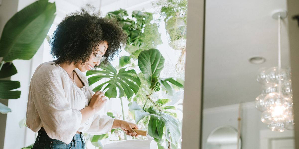 These Easy To Care For Plants Can Thrive With Little To No Sunlight