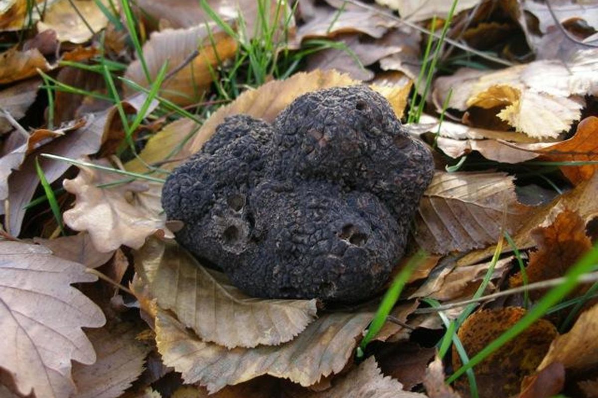 Quel delizioso tartufo al profumo di truffa