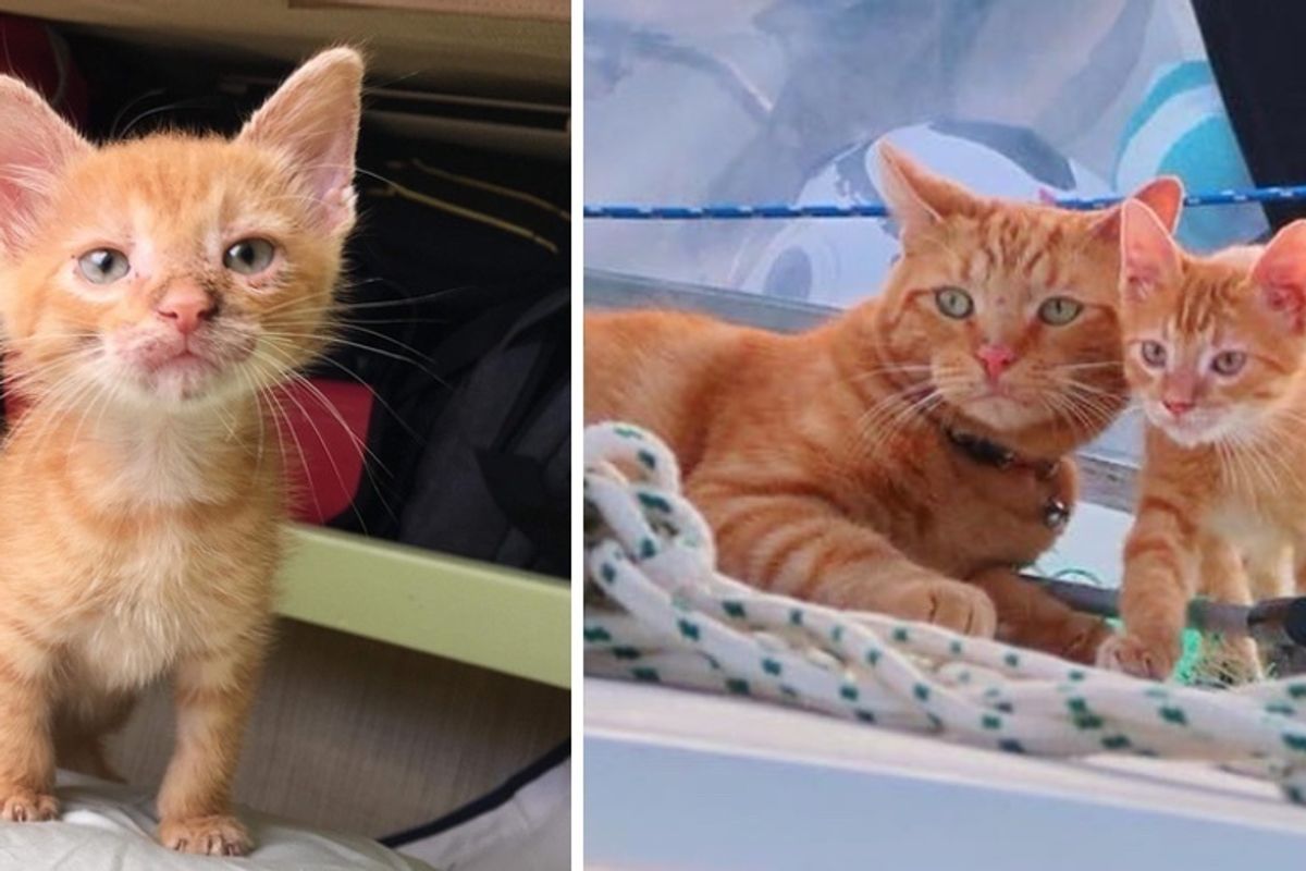 Rescued Kitten Who Needed a Home, Finds Sailor Cat Who Wanted a Friend
