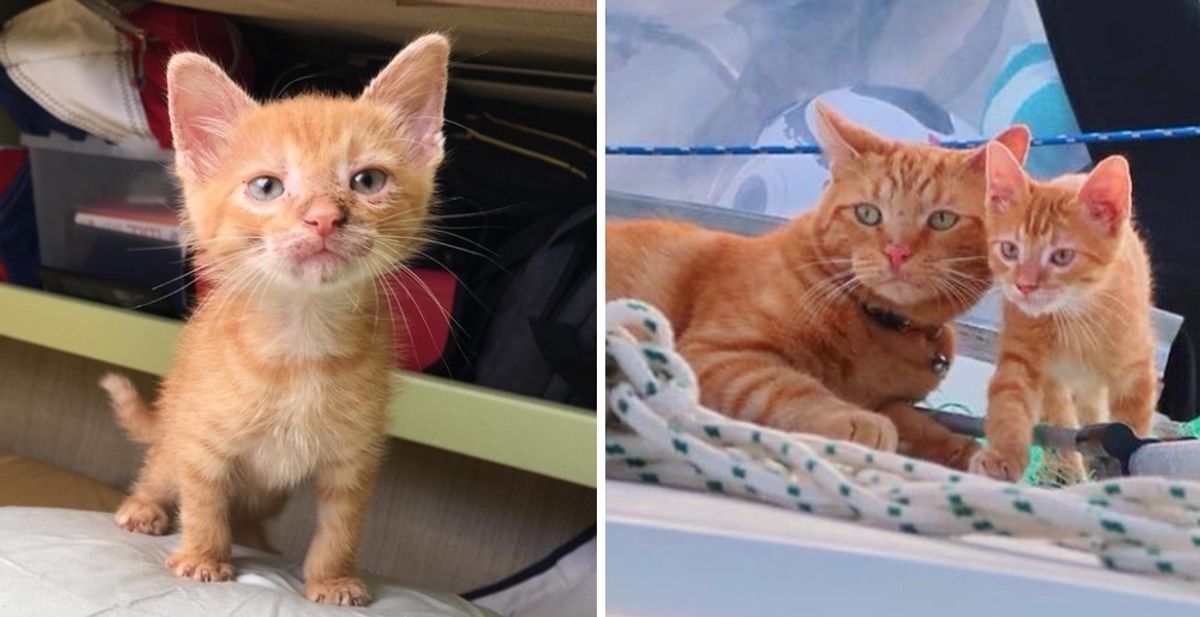 Rescued Kitten Who Needed a Home, Finds Sailor Cat Who Wanted a Friend