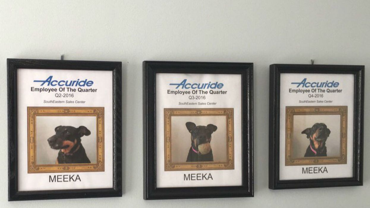 Adorable home-office pup works like dog, earns perpetual 'employee of the quarter' award