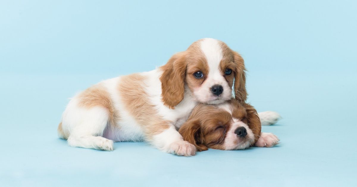Cute Aggression Study Explains Why We Just Want To Squeeze Adorable Little Animals So Hard 😁