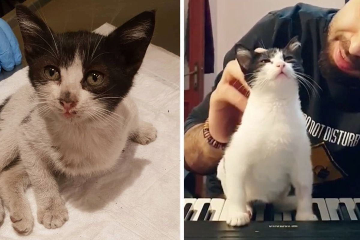 Pianist Saves Kitten Who Couldn't Use Her Legs, and Helps Her Get Back on Her Paws