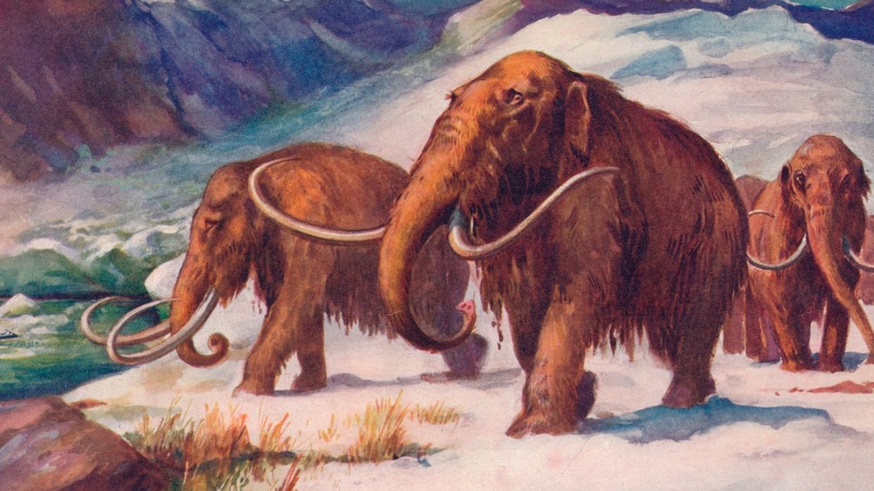 The Woolly Mammoth May Be Making A Return Within The Next 20 Years