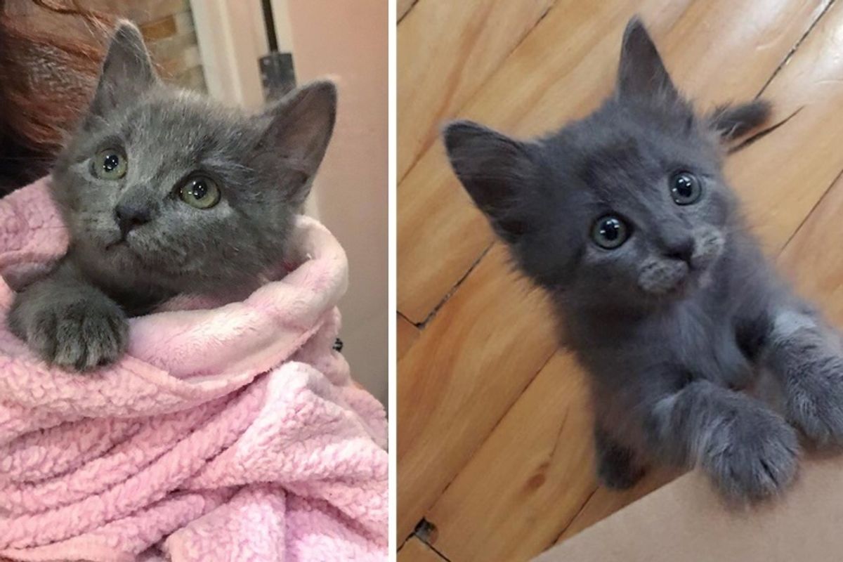 Kitten Saved from the Side of the Road, Blossoms into Sweetest Cuddle-bug