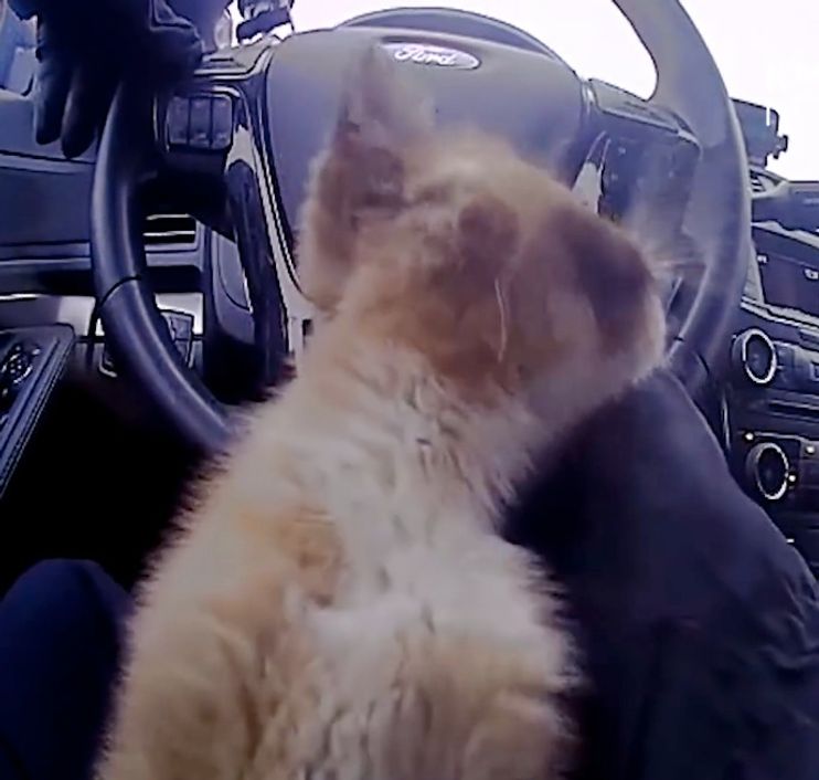 Indianapolis Police Officer Saves Cat From Busy Highway