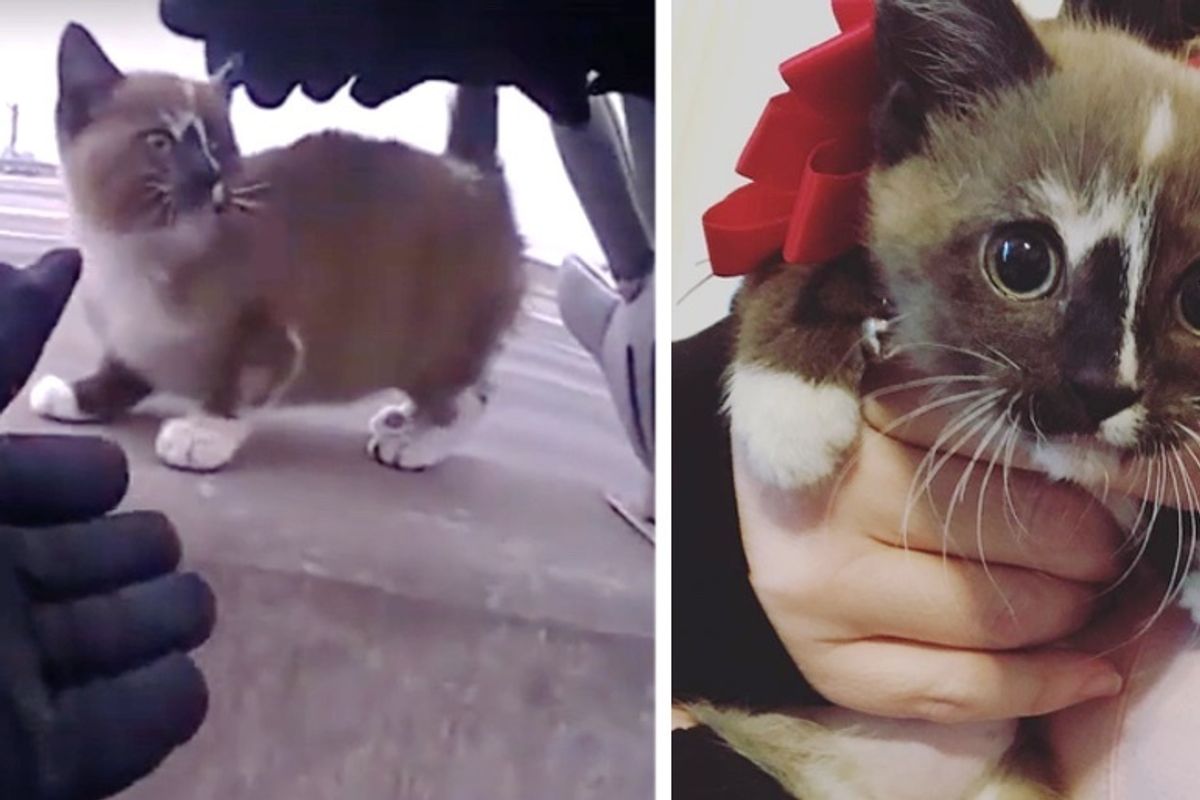 Kitten Saved from Highway by Officer, Jumped into His Lap and Insisted on Going Home with Him