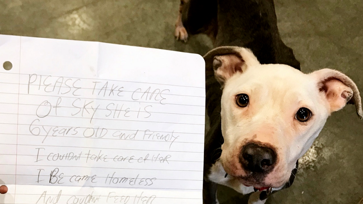 Delaware Animal Shelter Finds Dog With Devastating Note From Her Previous Owner 😔
