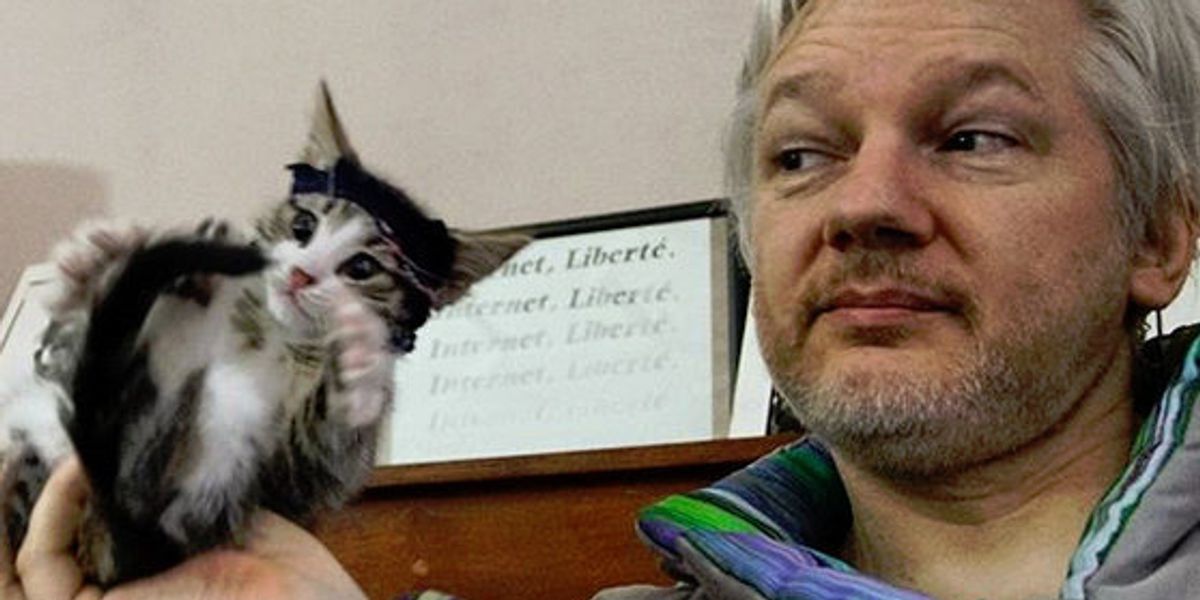 Whose Balls Smell Like Cat Pee Certainly Not Julian Assange S Balls