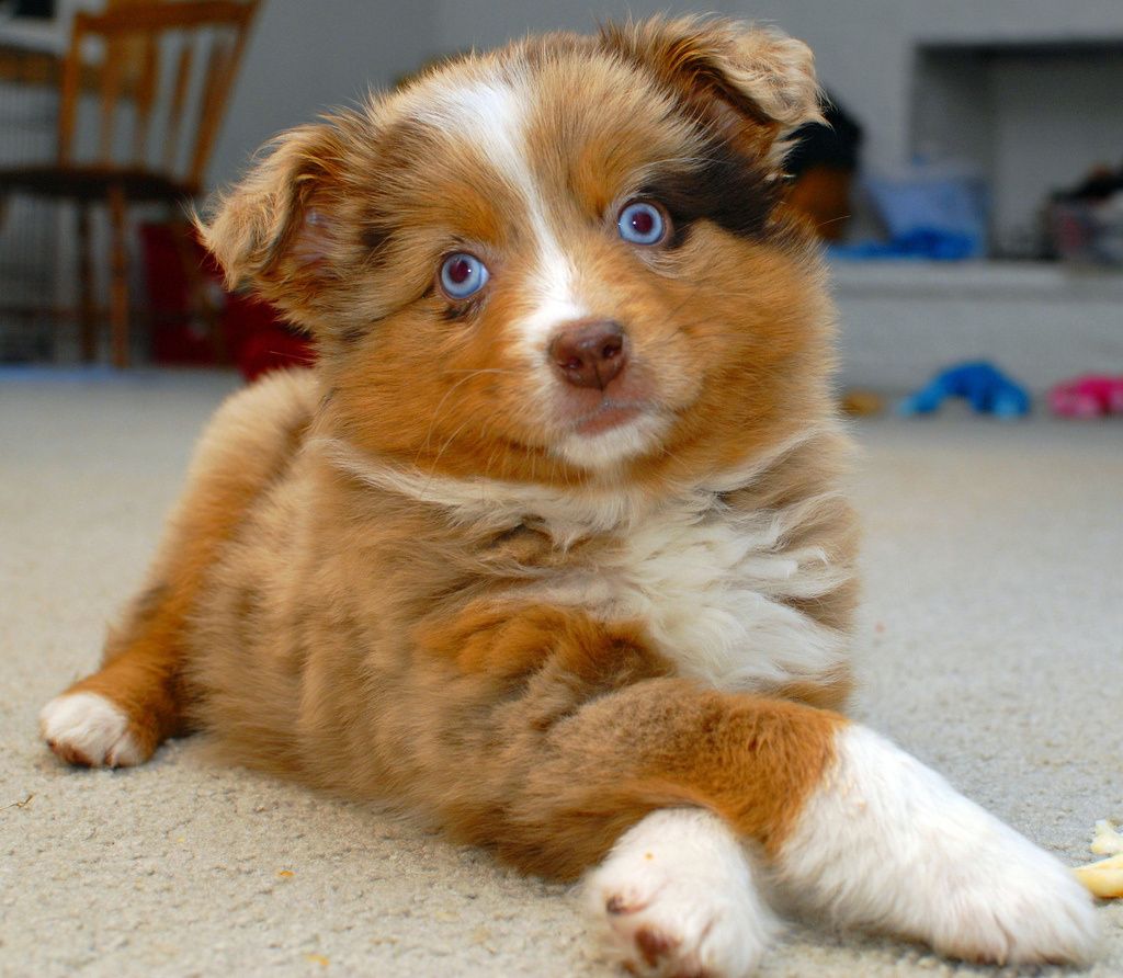 10 Reasons Australian Shepherds Are The Best Dogs